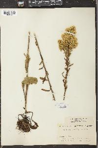 Solidago uliginosa var. linoides image