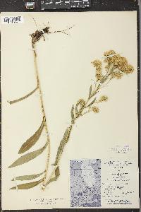 Solidago uliginosa var. terrae-novae image