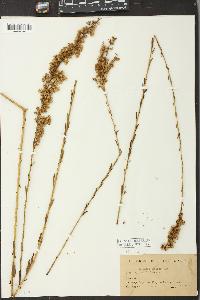 Solidago stricta image