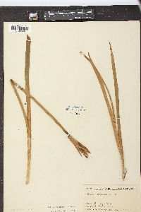 Iris versicolor image