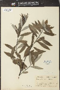 Salix sericea image