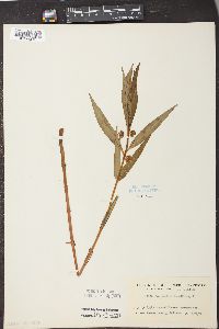 Lysimachia thyrsiflora image