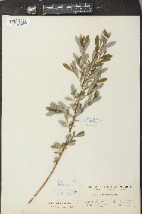 Salix tristis image