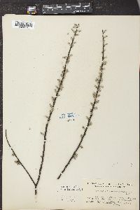 Salix discolor var. eriocephala image