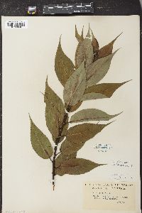 Salix lucida image