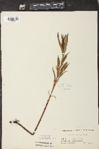 Lysimachia thyrsiflora image