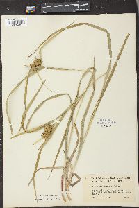 Carex asa-grayi image