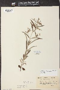 Lysimachia lanceolata image