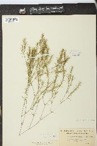 Solidago ohioensis image