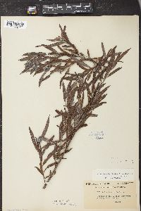 Salix interior var. wheeleri image