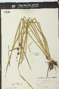 Sparganium eurycarpum image