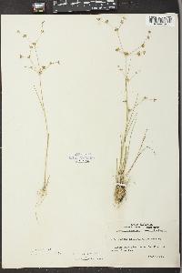 Juncus diffusissimus image