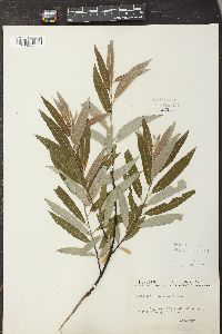 Salix sericea image