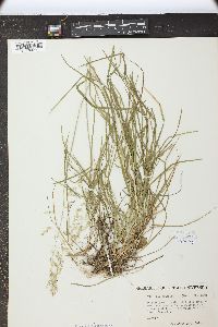 Packera obovata image