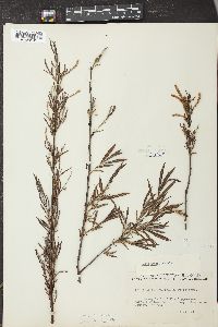 Salix interior image