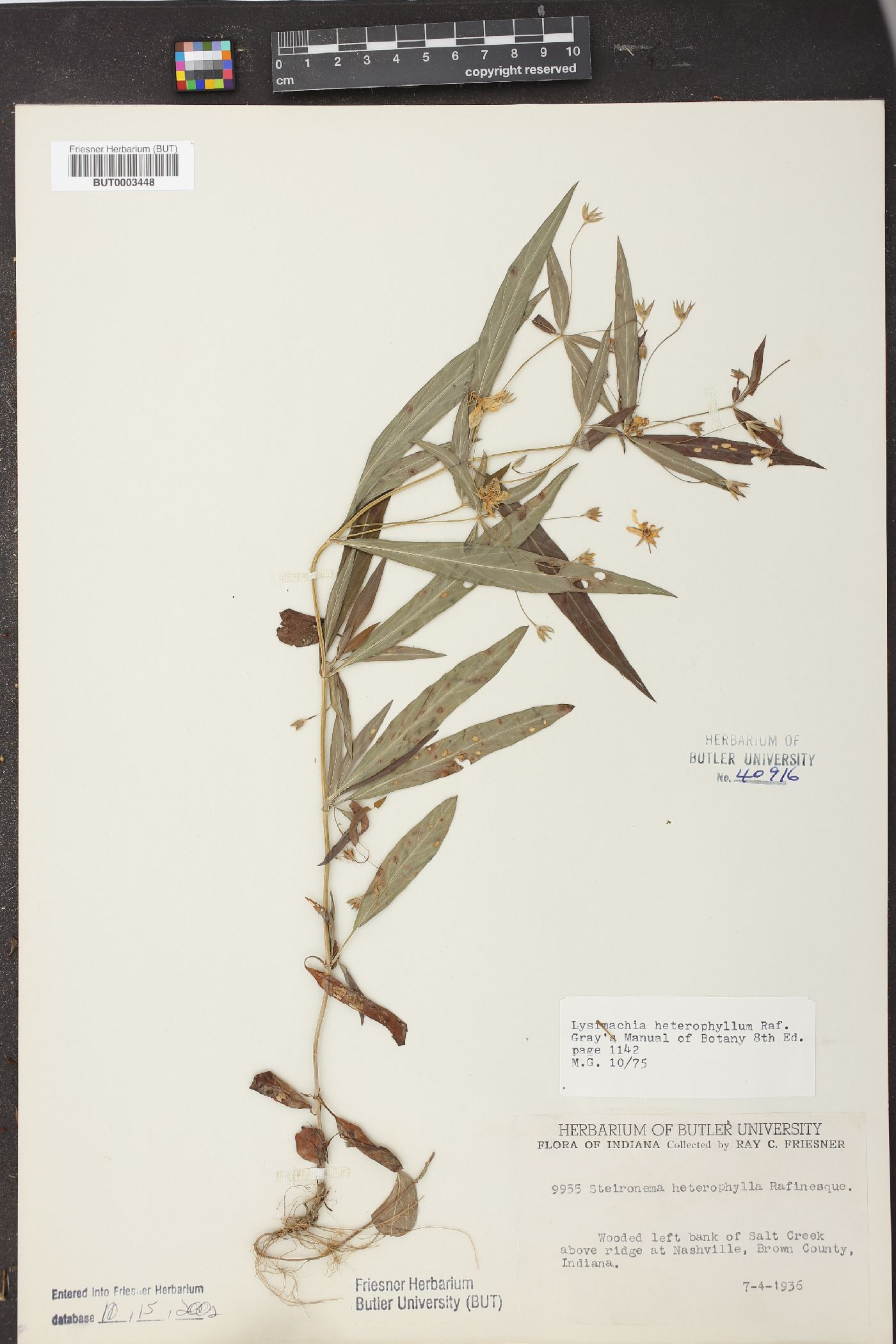 Lysimachia heterophylla image