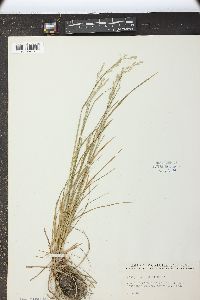 Poa wolfii image