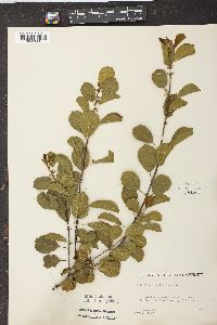 Frangula alnus image