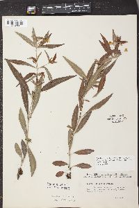 Lysimachia hybrida image