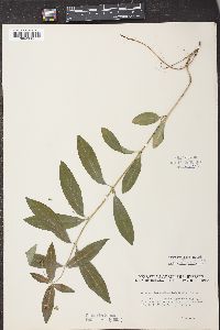 Actaea pachypoda image