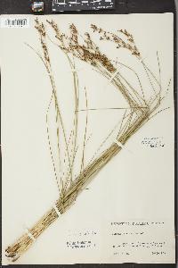 Juncus gerardii image