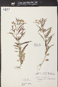 Lysimachia lanceolata image