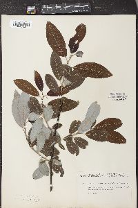 Salix discolor var. eriocephala image