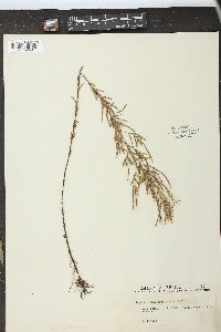 Epilobium densum image