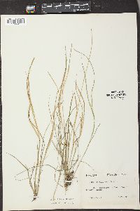 Carex bromoides image