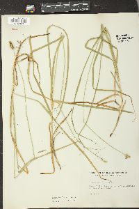 Carex aggregata image