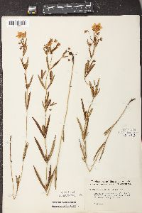 Lysimachia longifolia image