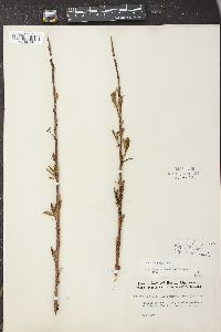 Salix caroliniana image