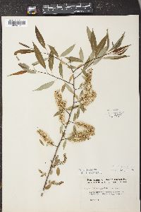 Salix amygdaloides image