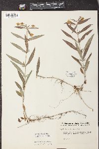 Lysimachia lanceolata image