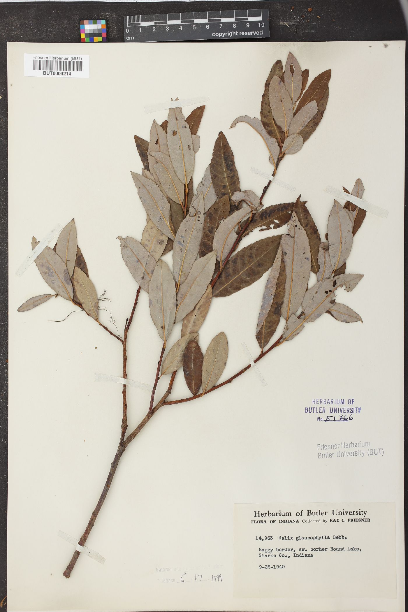 Salix glaucophylla image