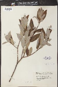 Salix glaucophylla image