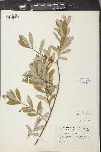 Salix tristis image