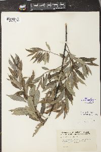 Salix sericea image