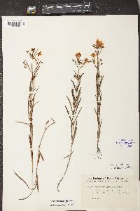 Lysimachia longifolia image