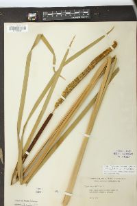 Typha angustifolia image