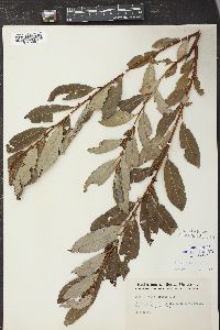 Salix cordata image