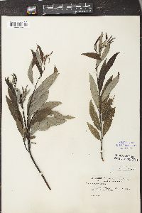Salix sericea image