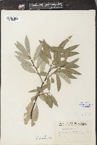 Salix sericea image