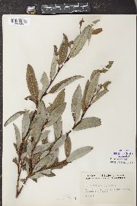 Salix myricoides image