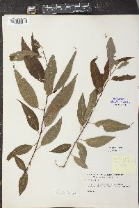 Salix × fragilis image