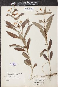 Lysimachia lanceolata image