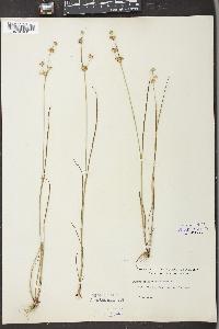 Juncus brachycarpus image