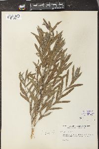 Salix petiolaris image