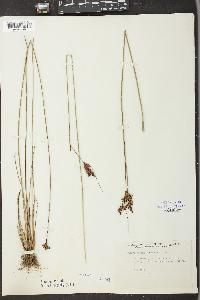 Juncus greenei image