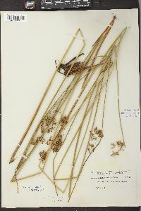 Juncus effusus var. solutus image